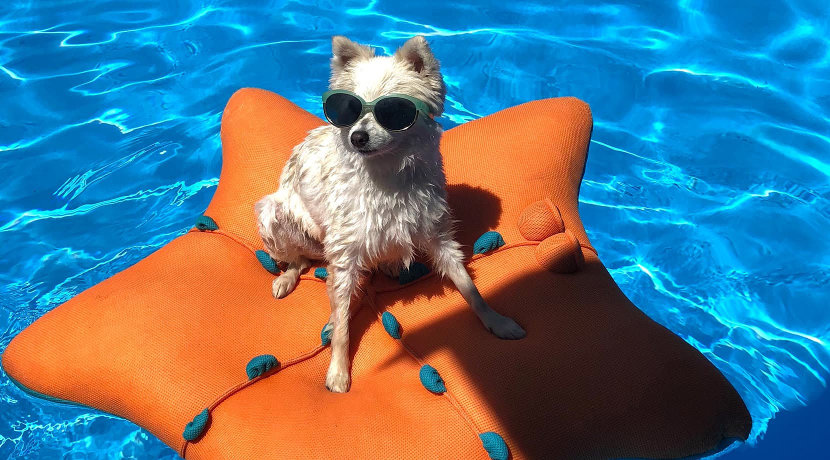 Imagine Pools Dog-Pool-1